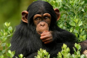 Naukowcy: szympans ma swoją własną religię